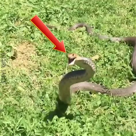 Dangerous Snake Attack On Human See How They React Snakes Reptile