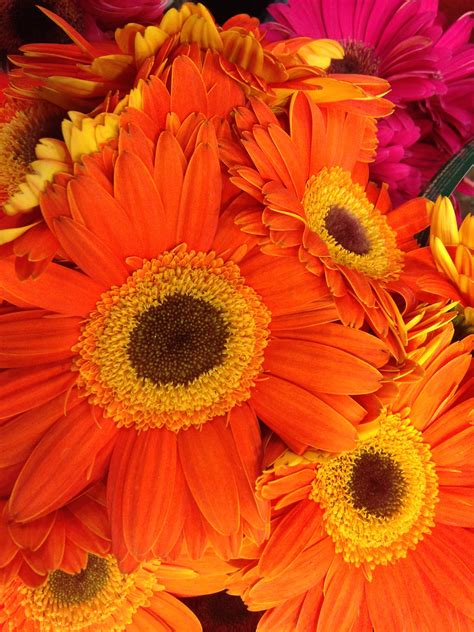 Free Images Petal Foliage Orange Autumn Yellow Flora Sunflower