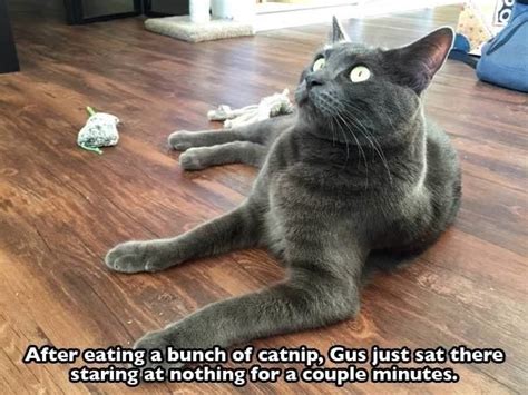 17 Cats That Might Have Had Too Much Catnip Funny Animal Pictures