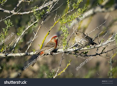 Mated Pair Of House Finches In The Arizona Desert Stock Photo 51229027