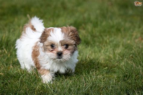 Shih Tzu Dog Breed Facts Highlights And Buying Advice Pets4homes