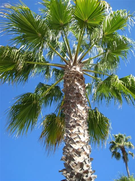I Took This At The Beautiful Santa Barbara Beach I Love Palm Trees
