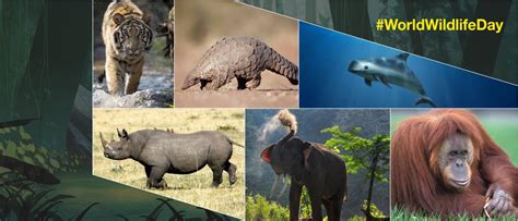 For this list, we're looking at endangered species who are most at risk for going. How Many Species Are Extinct On Earth - The Earth Images ...
