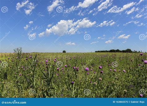 Flowery Summer Landscape Stock Image Image Of Grass 163865575