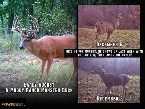 Whitetail Facts Why Bucks Shed Their Antlers Early
