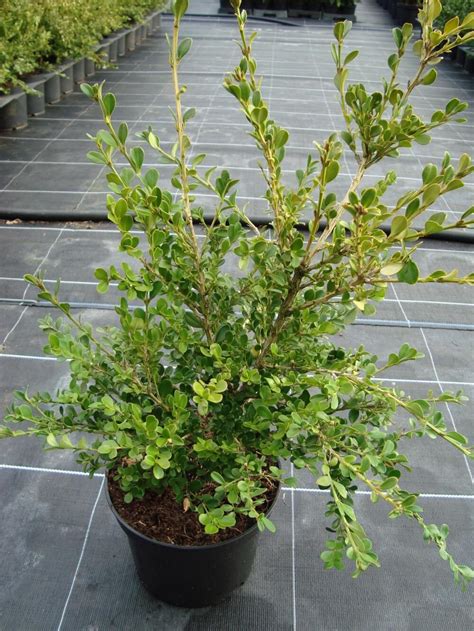 Buxus Microphylla Var Japonica Struik Potgekweekt Herplant