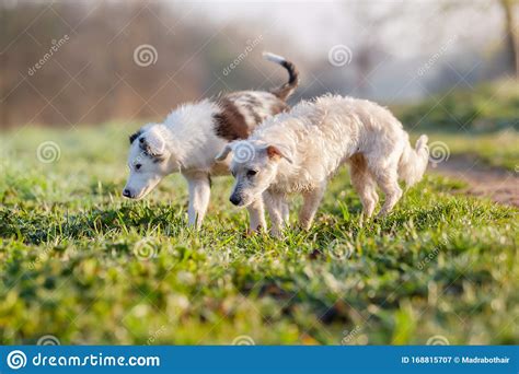 Two Small Dogs Walking On A Meadow Stock Image Image Of Walking