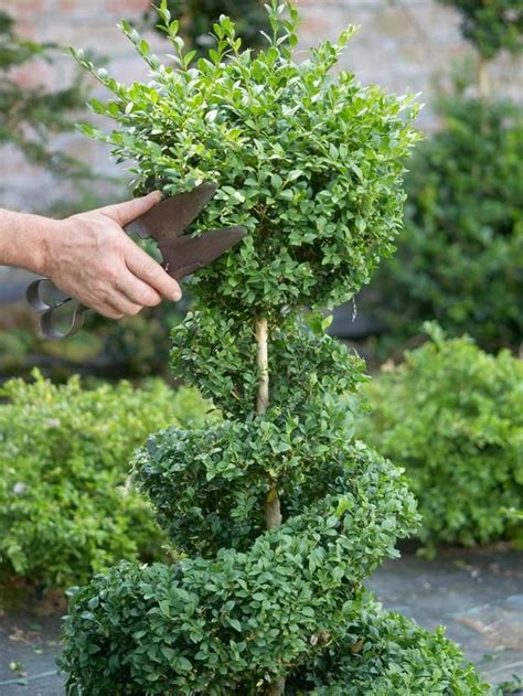 Creating A Boxwood Topiary Page Outdoors Home Garden