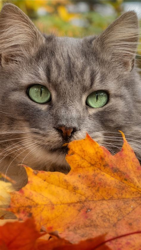 Gray Cat With Green Eyes 4k 5k Hd Animals Wallpapers Hd Wallpapers