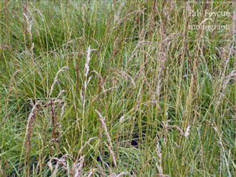 Tall Fescue As An Invasive Species Forage Information System Oregon