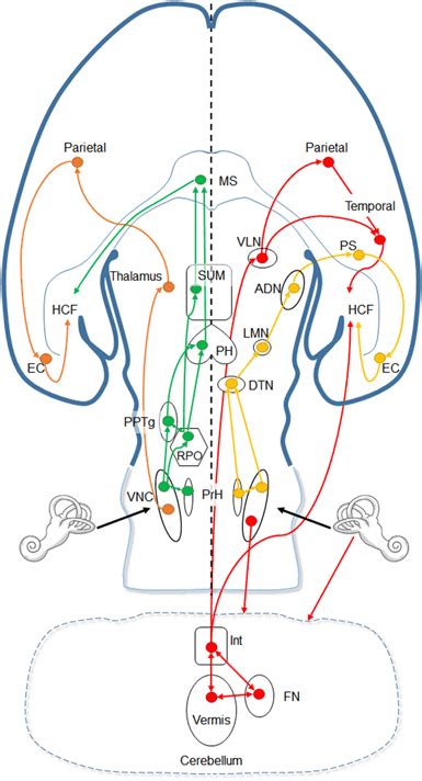 Proposed Pathways From The Peripheral Vestibular Organs To The