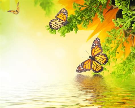 Butterflies Reflection Water Flowers Monarch Hd Wallpaper Peakpx