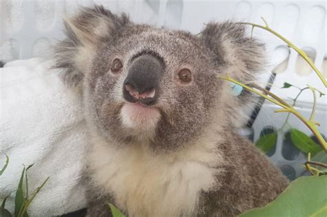 Support Australian wildlife rescue to release - GlobalGiving