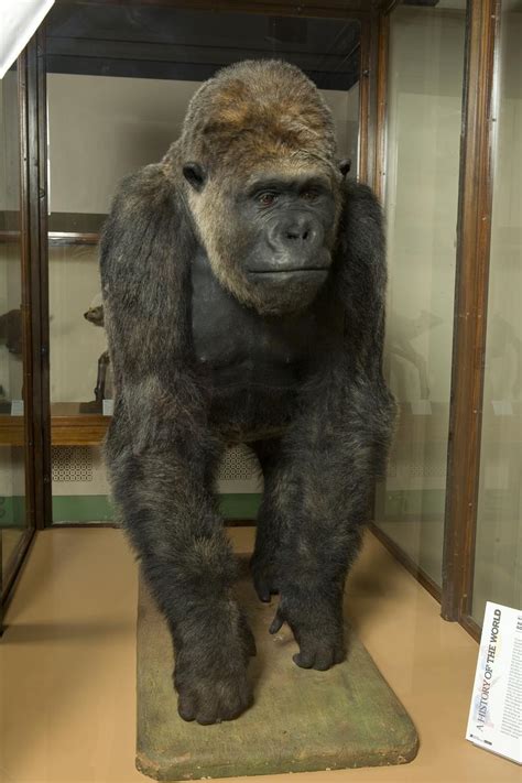 Alfred The Gorilla Bristol Museums Collections