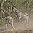 Plains Zebra Common Or Burchells Equus Quagga At 