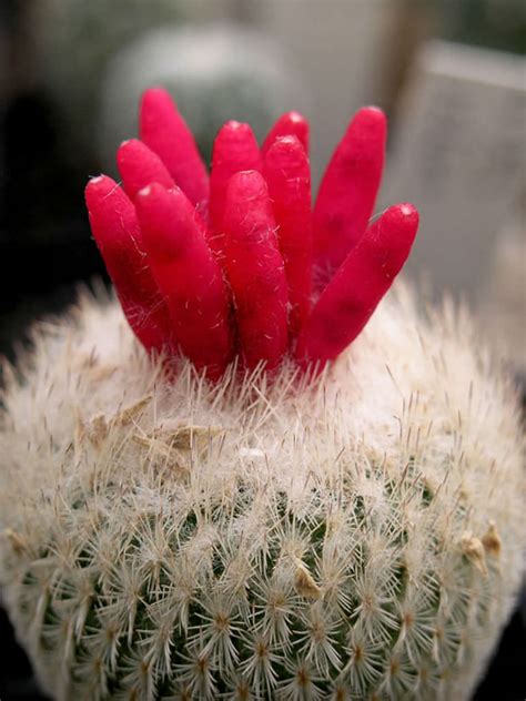 Epithelantha Micromeris Button Cactus World Of Succulents