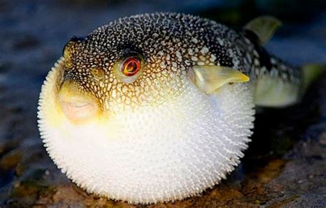 Puffer Fish Information