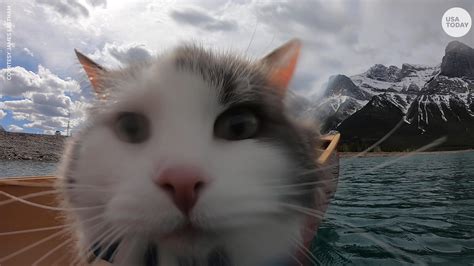 Watch these adventurous cats travel around the world