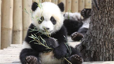 Baby Panda In Madrid Zoo Aquarium Backiee