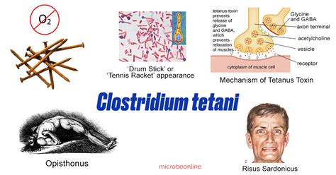 If inoculated into a wound, c. Clostridium tetani: Properties, Pathogenesis and ...