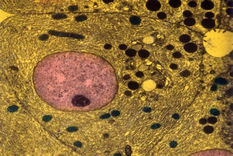 The cell (from latin cella, meaning small room) is the basic structural, functional, and biological unit of all known organisms. Animal Cell, TEM - Stock Image - C025/2692 - Science Photo ...
