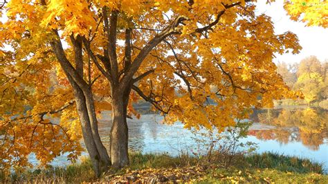 Zdjęcie Jesień Drzewo Klon Rzeka Trawa
