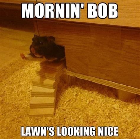 25 Adorable Hamster Memes That Will Surely Brighten Your Day
