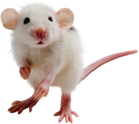 Mouse Animal Png Tarsha Barrios