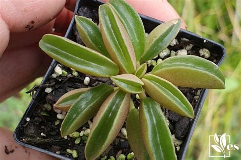 Peperomia Nivalis How You Can Grow And Propagate This Succulent