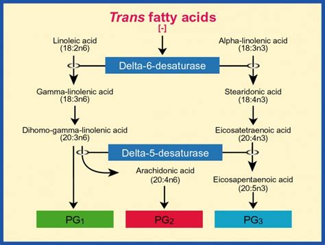 Сыромоноедение Essential Fatty Acids Сыромоноедение