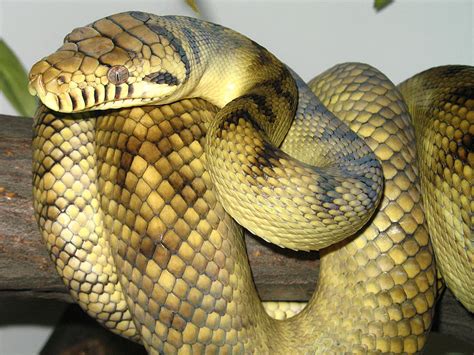 Anaconda The Most Dangerous Snake In The World Wildlife Of World