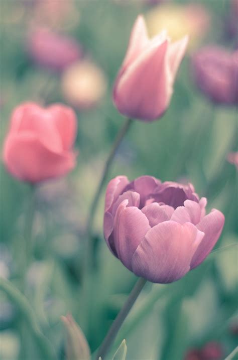 Retro Pastel Tulips Retro Pastel Tinted Tulips In Spring Purple