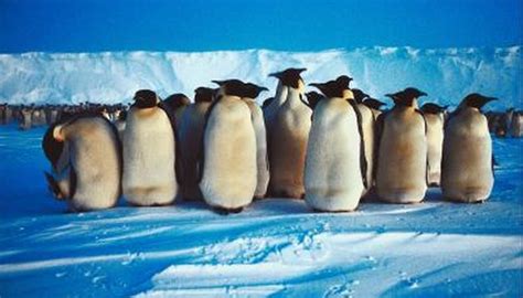 Game birds are typically used for hunting in the wild for. What Kinds of Penguins Live Near the South Pole? | Animals ...