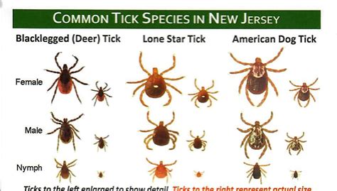 Excellent Presentations On Deer And Invasive Species And Managing Tick