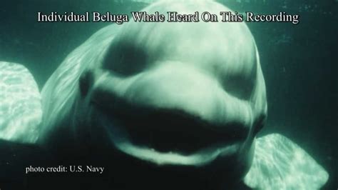 White Whale Speaks Human Video Youtube