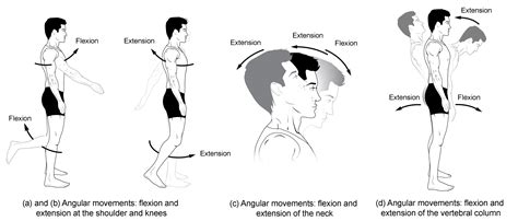 This article will shed some light on the various types of movements in the human body. 12.10: Types of Body Movements - Biology LibreTexts