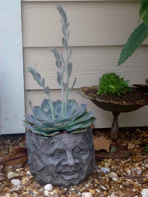 My Newest Head Planter Цветы пустыни Цветы Декор