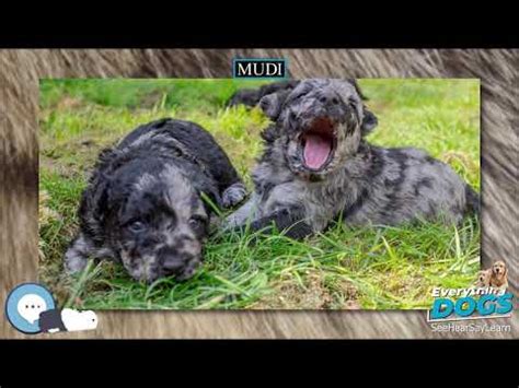 mudi  dog breeds youtube