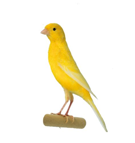 Standard For The Bird United Irish Fancy Canary Society