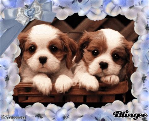 We are taking you along on our journey to learn more about all the wonderful animals with which we share this planet. WE LOVE YOU PUPPIES TOP 37 & 73 Picture #97326230 | Blingee.com