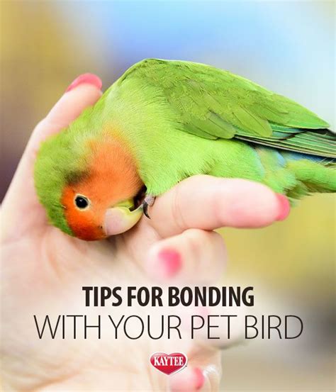 Be Your Birds Best Friend And Form A Bond With These Tips Love
