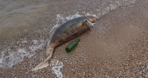 Dolphin Lies Dead Among The Plastic On A Tropical Beach On A Background