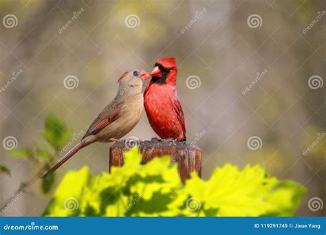 Couple Of Northern Cardinals Cardinalis Cardinalis In Love Stock Image