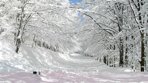 Nature Landscapes Winter Snow Trees Forest White Roads Path Trail Track