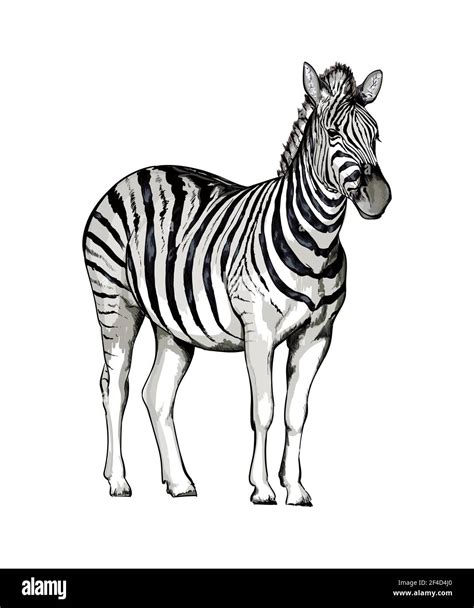 Zebra From A Splash Of Watercolor Colored Drawing Realistic Vector