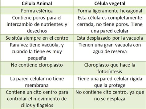 Cuadro Comparativo Diferencias Entre La Celula Animal Y Vegetal