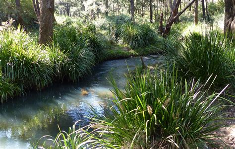 Mill Creek Near Kaban Atherton Tablelands Mill Creek Waterfall