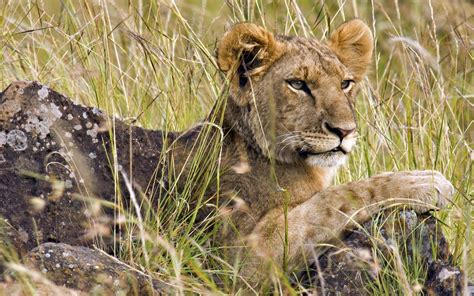 Animals Mara Male Africa Lions Kenya Wallpapers Hd Desktop And