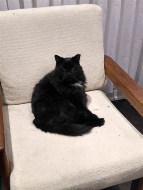 Pets at peace alabama offers pet cremation and care your furry friend so deserves in the moments of their final farewell. Ludwig Online Memorial | Pets At Peace - Toronto Pet ...