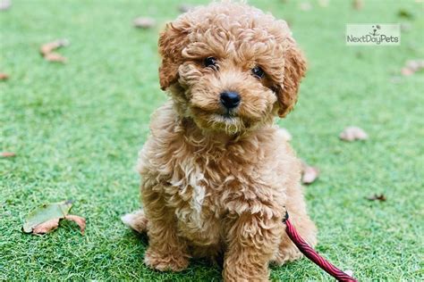 Most cockapoo puppies and dogs do extremely well with children. Mac: Cockapoo puppy for sale near Raleigh / Durham / CH, North Carolina. | 07f81f08-77c1